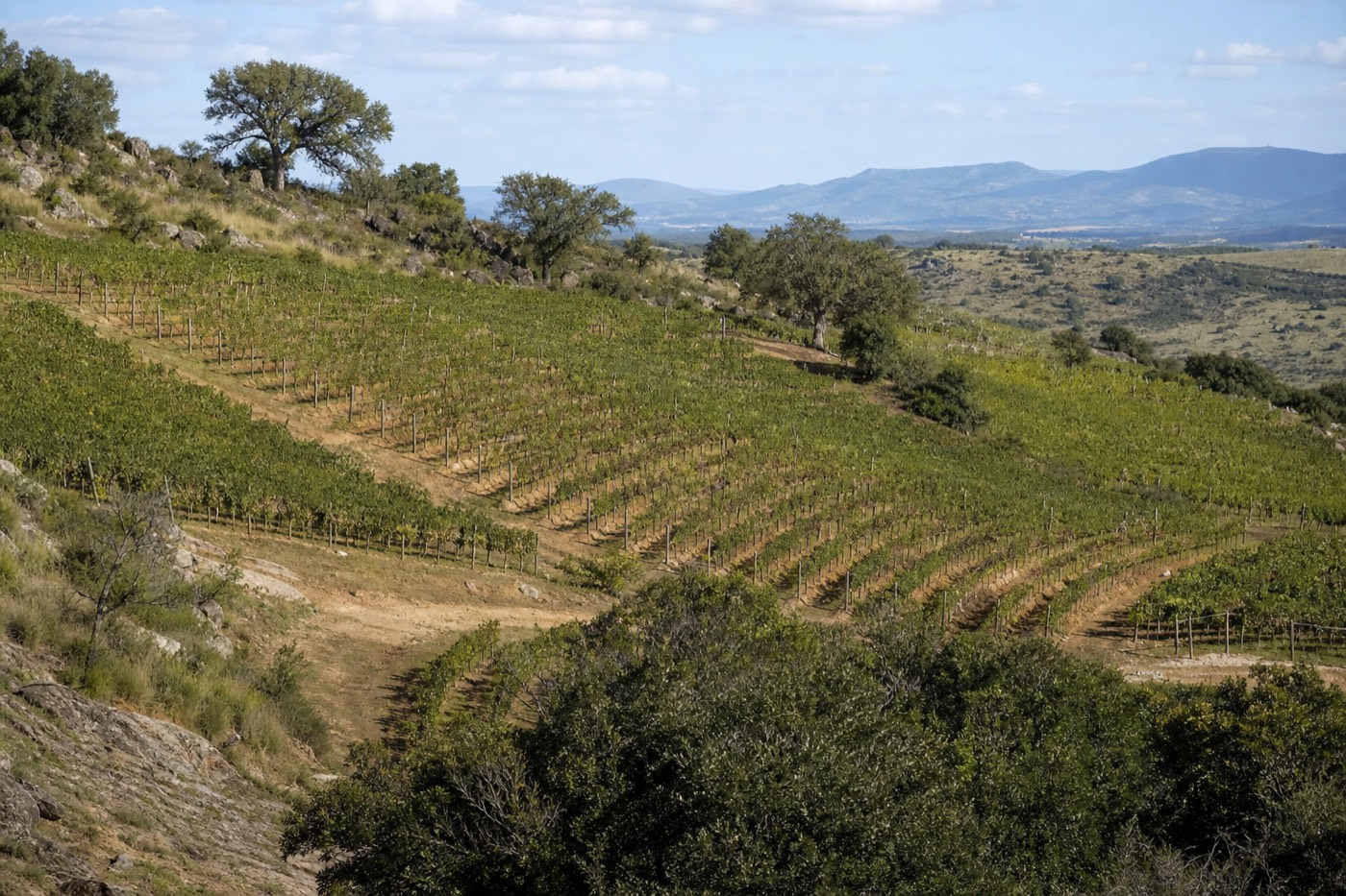 Vineyard rows in the hills inland from the coast