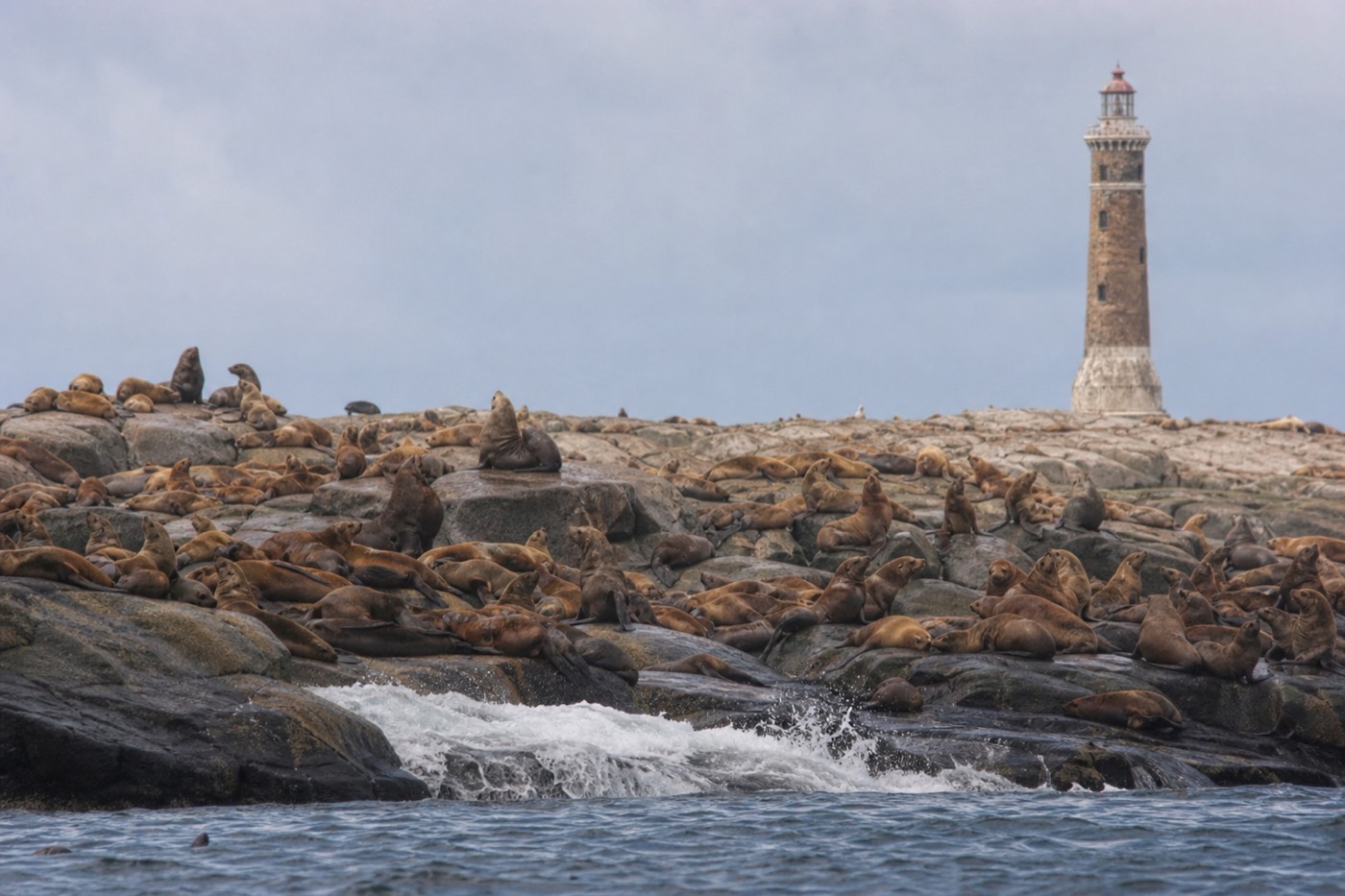 The sea lion colony on Isla de Lobos off Punta del Este